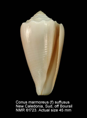 Conus marmoreus (f) suffusus (2).jpg - Conus marmoreus (f) suffususG.B.Sowerby,1870